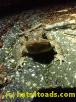 /home//u458753944/public_html/sourcegallery/////Roxborough Toad Detour/2024/2024-02-28/P2281325.JPG